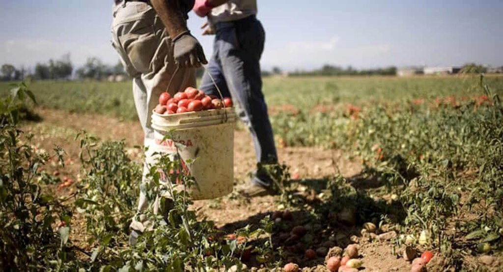 Des migrants travaillant dans les champs de tomates en Calabre. Crédit : Ansa