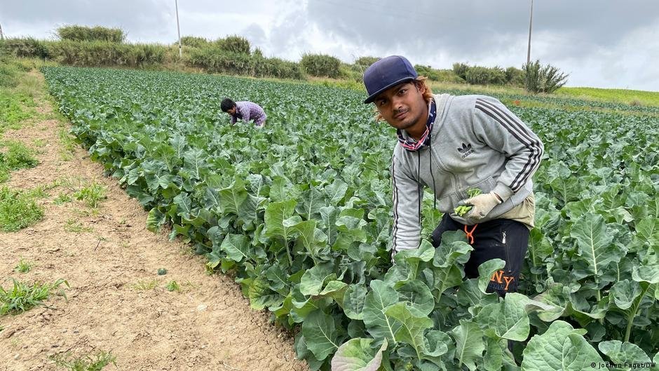 Muitos migrantes em Portugal trabalham na agricultura |  Foto: Jochen Faget/DW