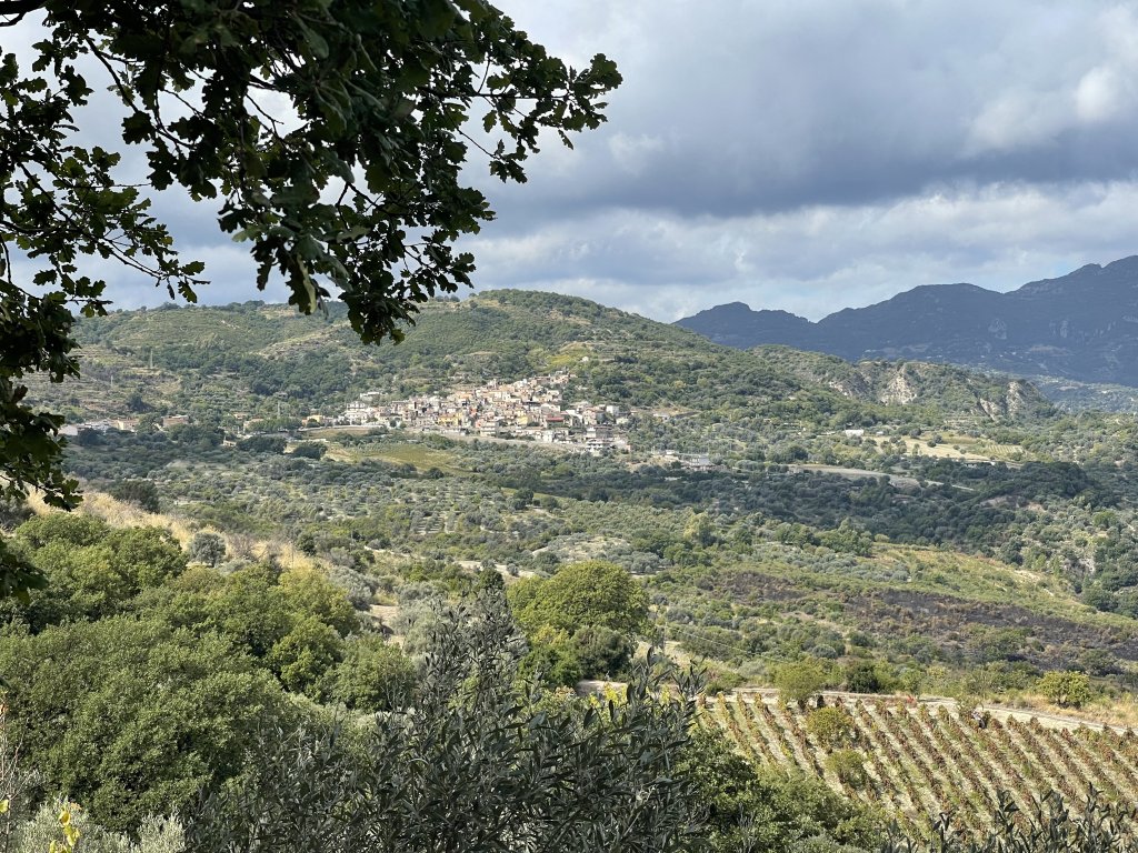 Camini overlooks a valley of olive trees which plunges into the sea | Photo: InfoMigrants.