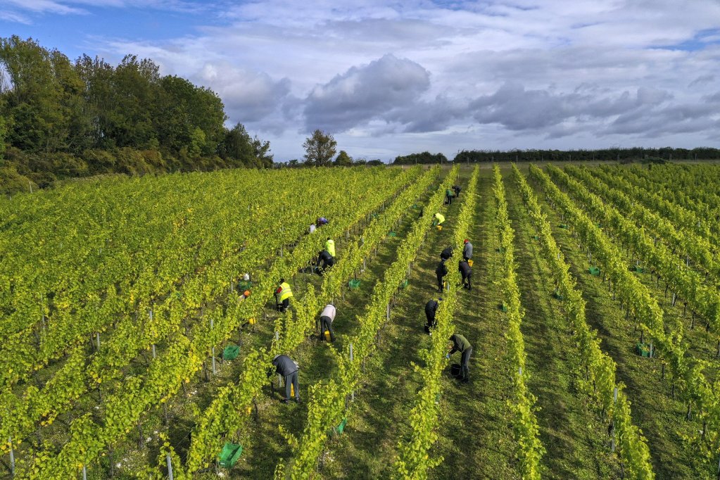 عمال موسميون أثناء حصاد العنب في مزرعة في هامبشاير، المملكة المتحدة 