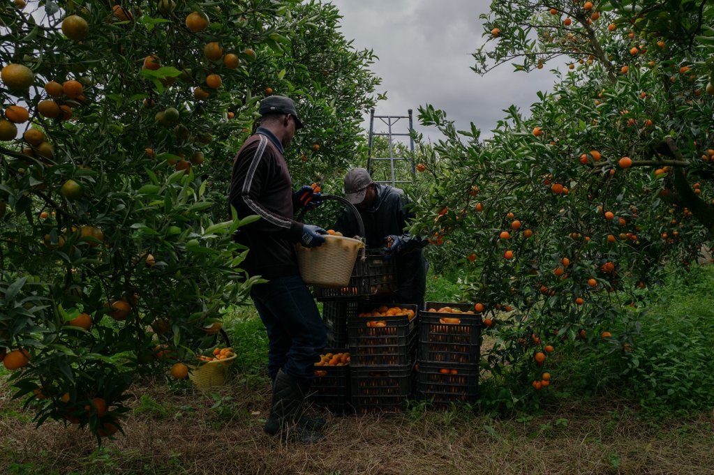 Migrant workers amid mandarin groves in the southern Italian region of Calabria, November 2025 | Photo: Valentina Camu / InfoMigrants