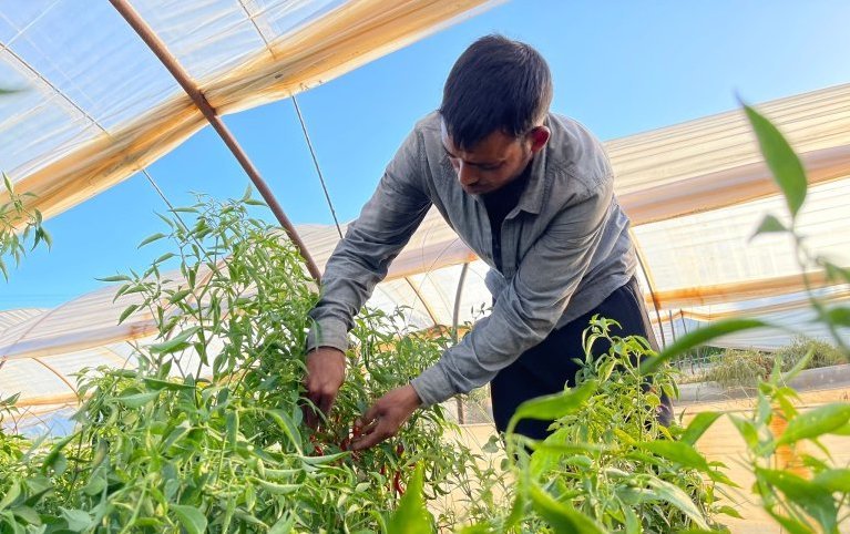 From file: Bangladeshi migrant workers are seen picking red and green chilies on a farm where Bangladeshi vegetables are cultivated in Lappas, Greece | Photo: Arafatul Islam