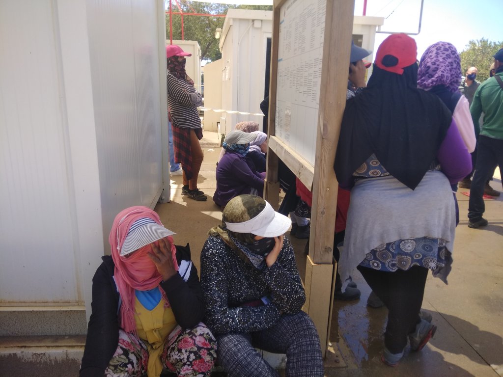 عاملات مغربيات بحقول الفراولة الإسبانية السنة الماضية / حقوق الصورة: النقابة العمالية بالأندلس SAT<br>