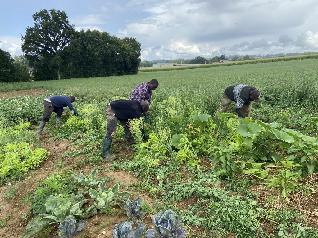 On the plot where lettuce, tomatoes, peppers and squash grow, everything is done by hand and without pesticides. Photo: InfoMigrants