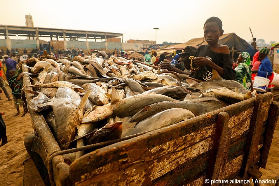 File photo: Local fishermen say it is hard to catch enough fish because most are hoovered up by the big international trawlers  | Photo: Cem Ozdel / Anadolu / picture alliance