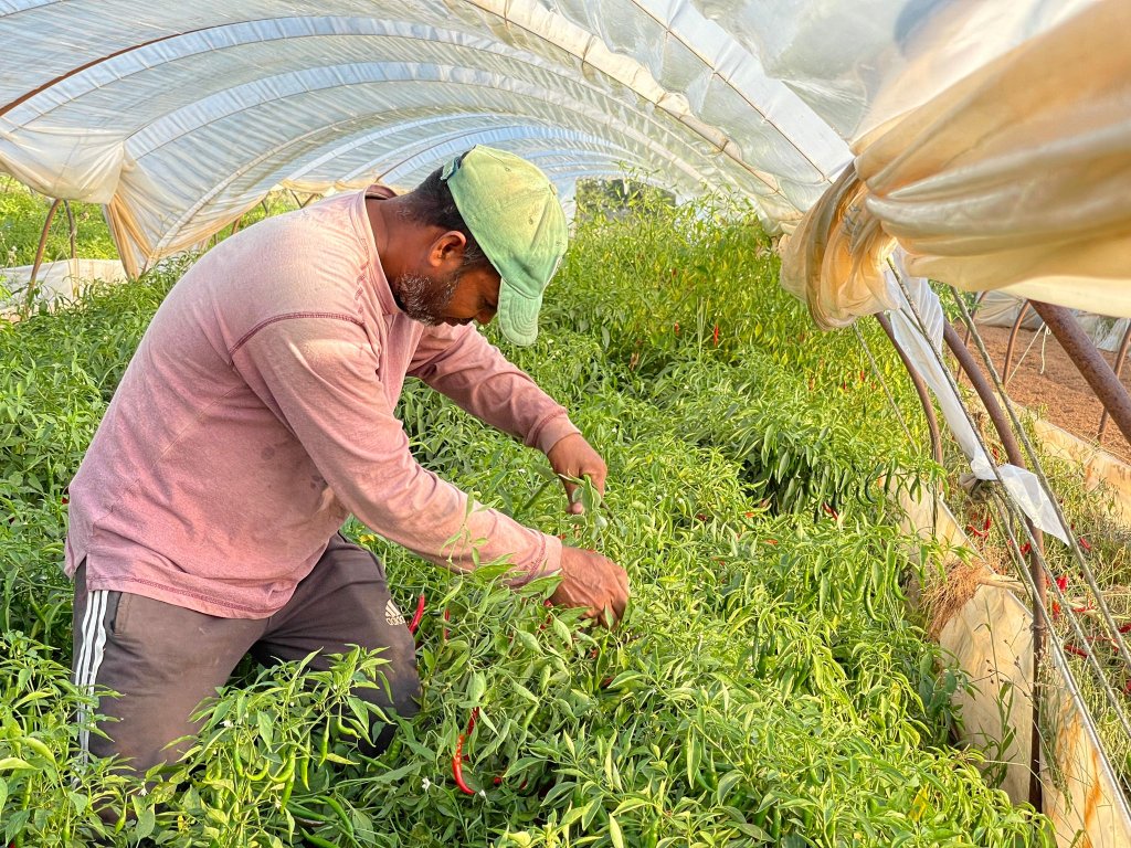 File photo: Agriculture is the main sector employing seasonal workers in Greece, but the framework is not restricted to agriculture | Photo: Arafatul Islam / InfoMigrants