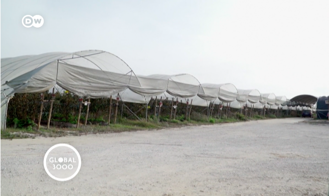 Thousands of migrant workers help with the harvest to supply European supermarkets with fruit | Screengrab from DW Global 3000 video
