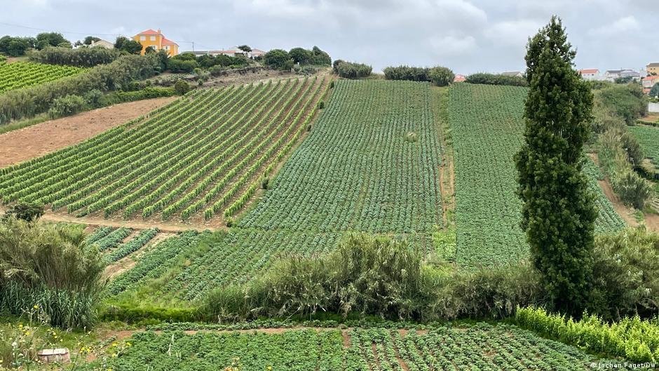L’essor rapide du secteur agricole au Portugal s’est accompagné d’un manque de main d’oeuvre. Crédit : DW