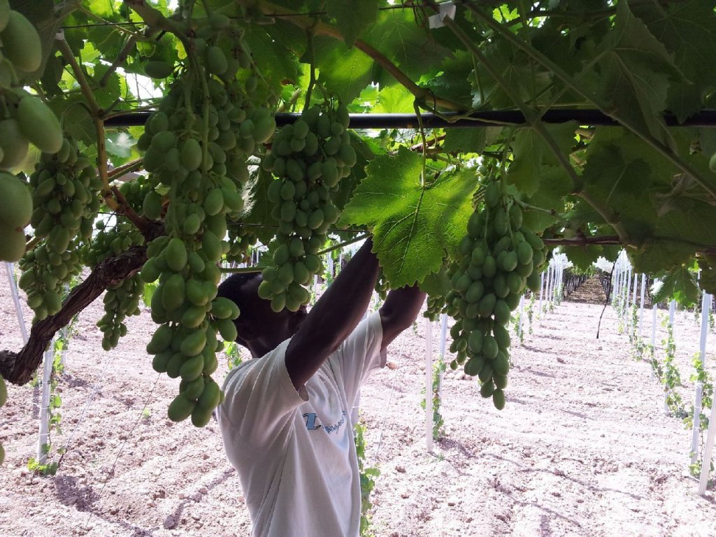 From file: A foreign seasonal worker in a field near Foggia, in Puglia | Photo: ANSA