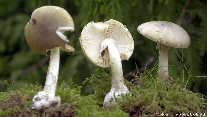 Poisenous mushrooms, like the death cap mushroom can cause extensive liver damage, neurological damage and even result in death | Photo: Picture-alliance