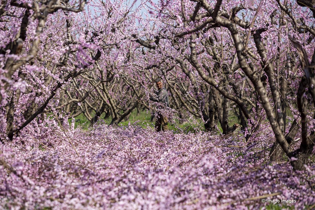 A worker clears up the peach groves in spring in Greece | Photo: Imago