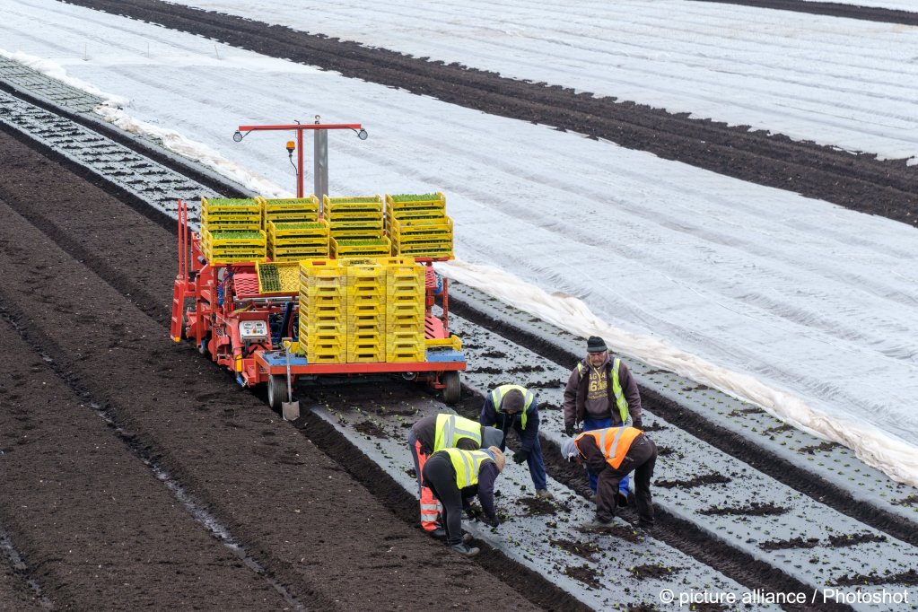 From file: Many migrants work on seasonal visas in the British horticultural sector picking fruit, vegetables and flowers. Here workers prepare salad leaves in Cambridgeshire | Photo: Mark Fairhurst / Avalon / picture alliance