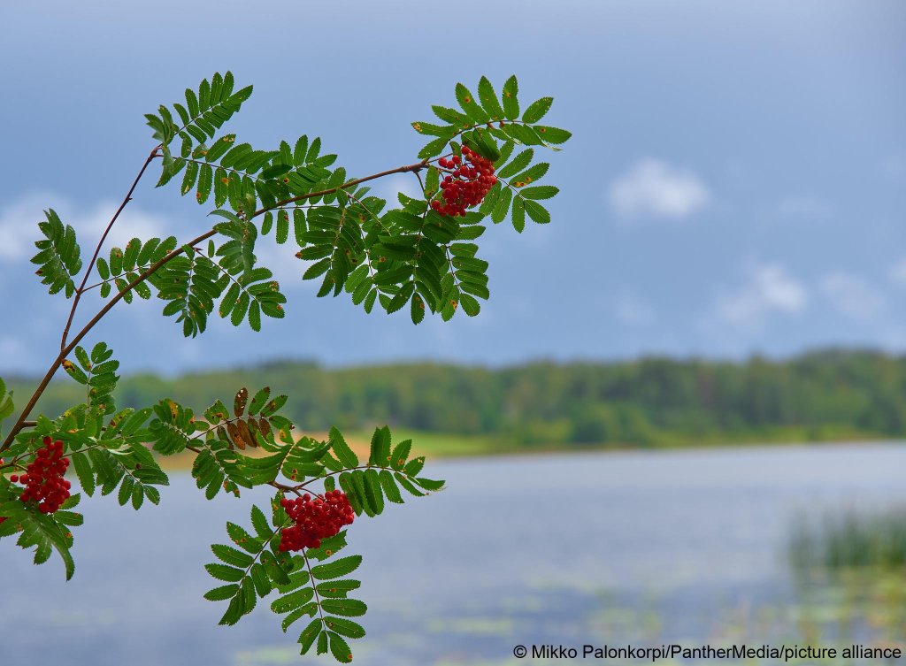 From file: Berry picking is often done by migrant workers in Finland, seasonal workers have their own set of rules for applying for jobs and temporary residence in the country | Photo: Mikko Palonkorpi / Panther Media / picture alliance