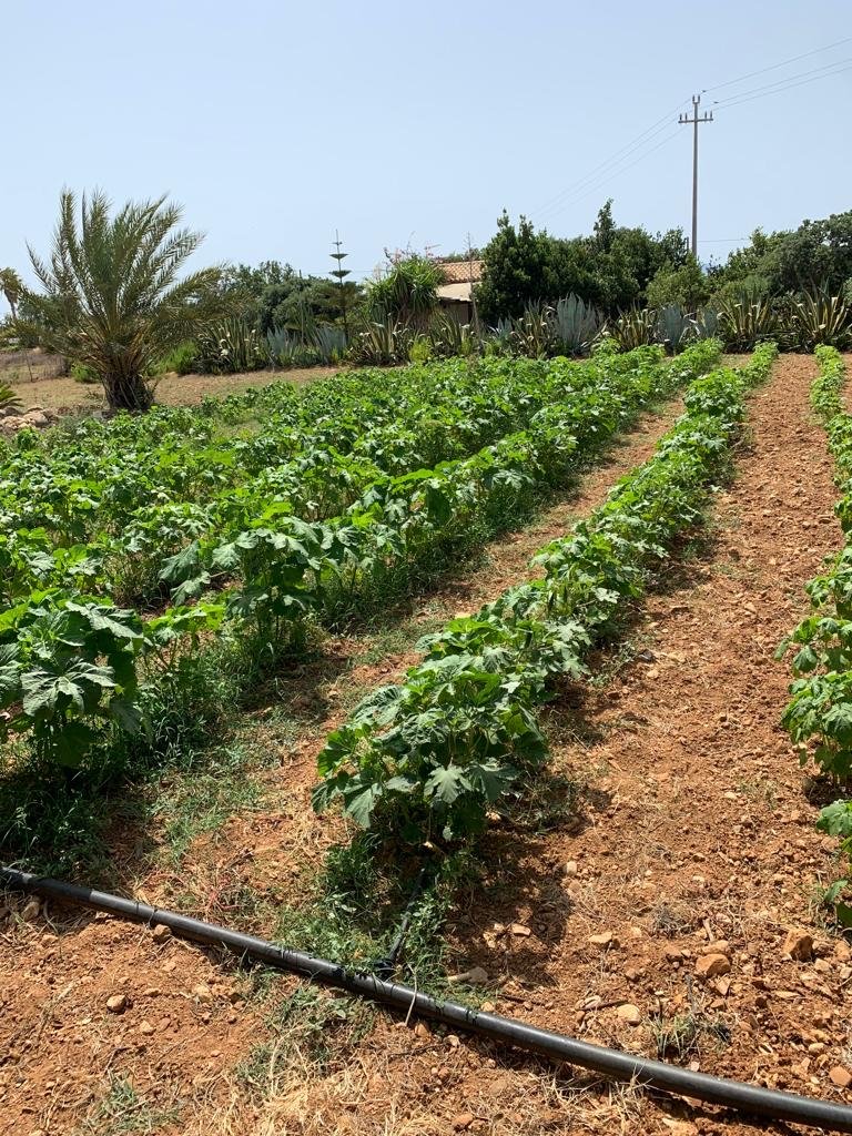 Some of the plants the team grew in 2022 | Photo: Private