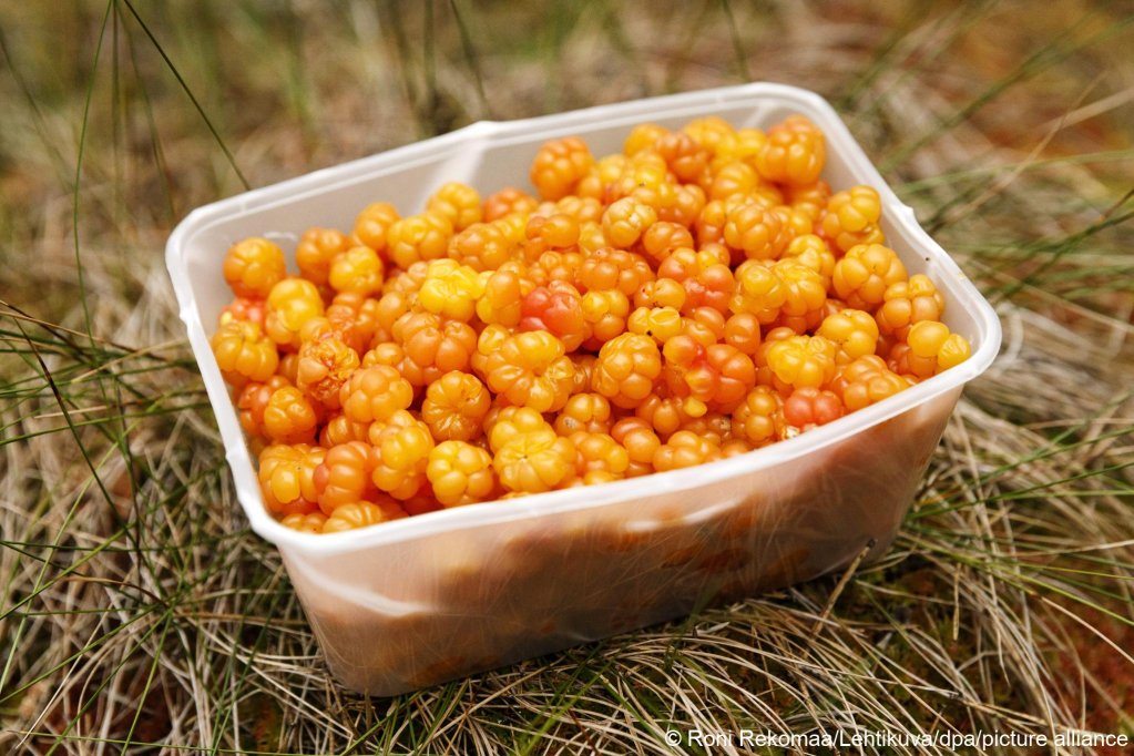 File photo: Cloud berries picked in Finland in 2020 | Photo. Roni Rekomaa/Lehtikuva/dpa/picture alliance