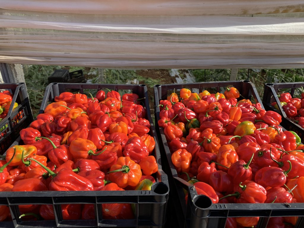 File photo used for illustration purposes only: The Netherlands employs hundreds of thousands of seasonal workers in agriculture, forestry and horticulture  | Photo: Emma Wallis / InfoMigrants