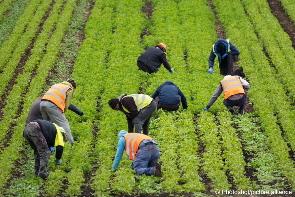 An estimated 70,000 migrant workers, mostly working as seasonal workers, form the backbone of the UK agricultural economy  | Photo: picture alliance