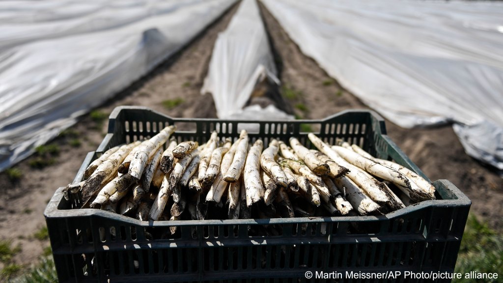 From file: A crate of asparagus, often picked by seasonal workers in Germany | Photo: Martin Meissner / picture alliance / Associated Press