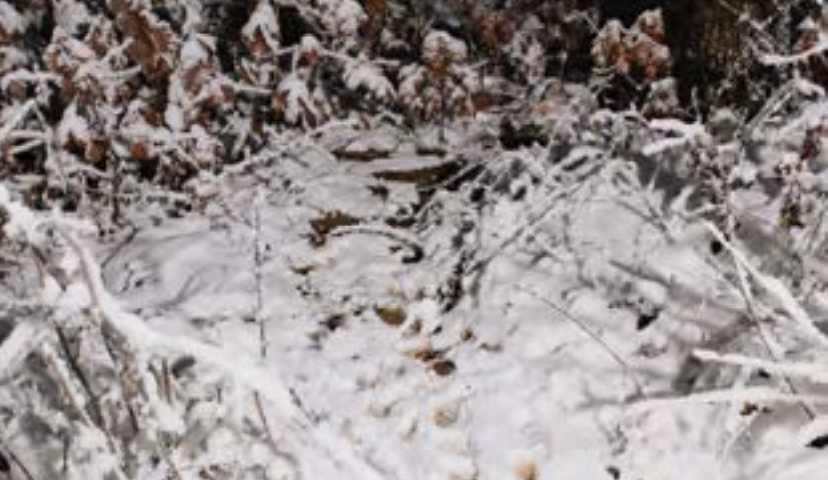 Dog Paw prints seen by volunteers close to the body of Ahmed Samra, found on
December 28, 2024 | Screenshot: Frozen Lives Report / No Name Kitchen