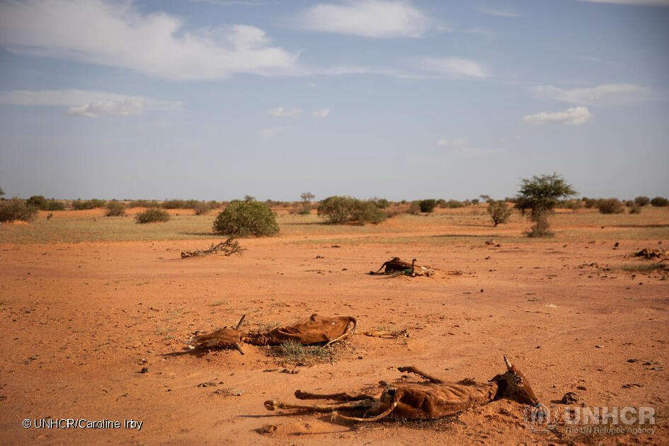 File photo used as illustration: A picture taken in the area of Mauritania, close to the Malian border in October 2024 | Photo: Caroline Irby, UNHCR