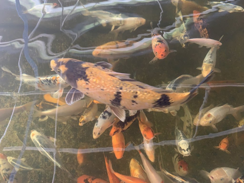 Two pools of carp provide extra fertilizer for the water in the hydroponic greenhouses | Photo: Emma Wallis / InfoMigrants