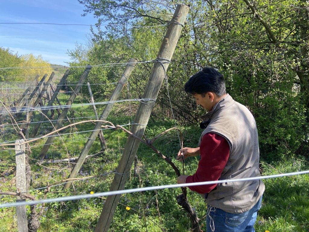 Haroon Rahimi ties his vines so they grow horizontally | Photo: InfoMigrants