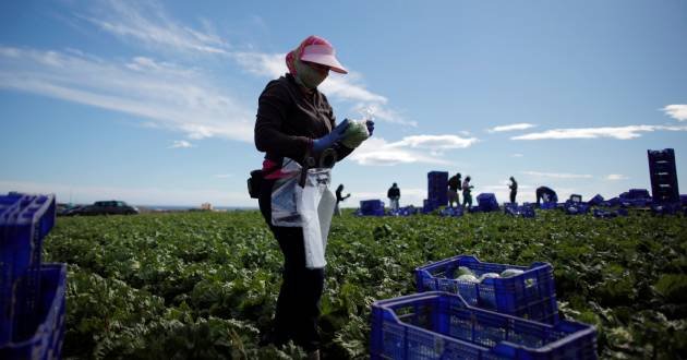 En Espagne, de nombreux travailleurs migrants sont employés dans le secteur de l'agriculture. Crédit : Reuters