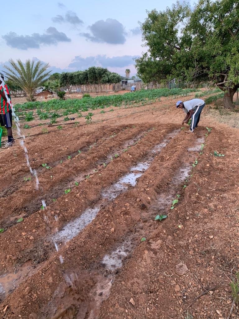 The two hectares are situated on a former river valley, so the soil is particularly fertile, but in the high summer temperatures also needs irrigation | Photo: Private