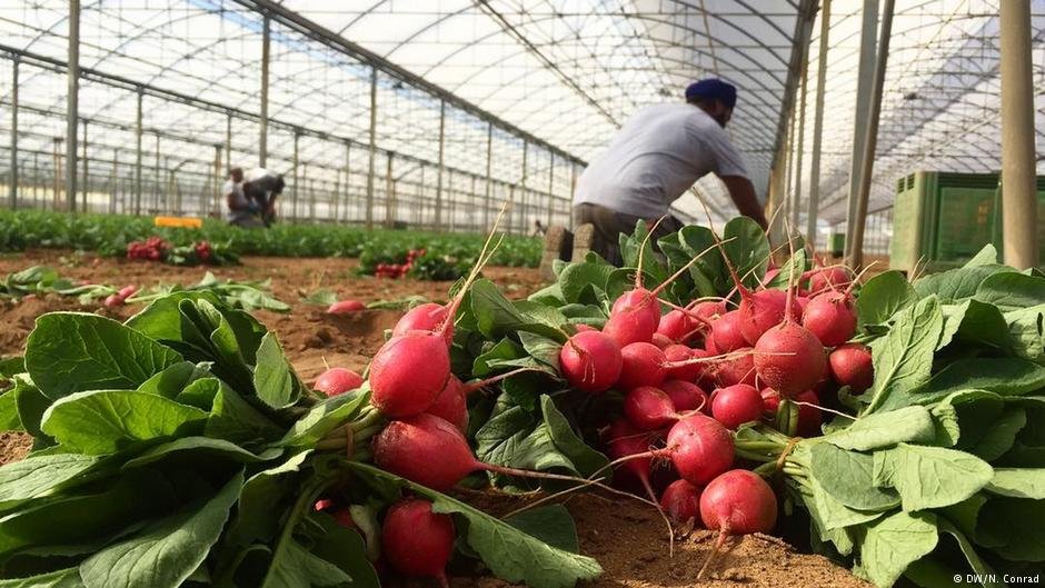 From file: Migrant workers account for a large part of the agricultural workforce in Italy, like these in Latina, near Rome | Photo: DW/N.Conrad