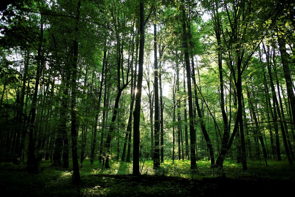 La forêt de Bialowieza, site classé au patrimoine mondial de l'Unesco, est traversée par les migrants après le passage de la frontière biélorusse. Crédit : Reuters