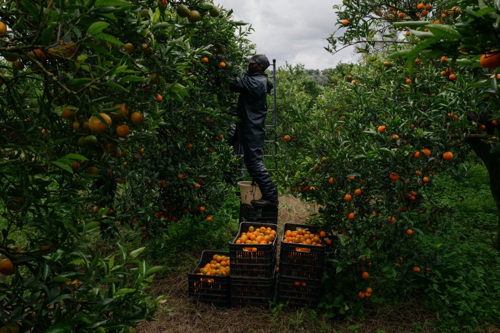 A worker in the clementine fields, hired by the cooperative Mani & Terra run by the SOS Rosarno association in Calabria | Photo: Valentina Camu for InfoMigrants
