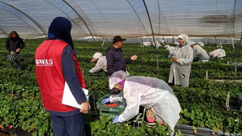 Spain's southwestern province of Huelva produces up to 97 percent of Spanish strawberries, which later end up in supermarkets across Europe. Most of them are picked by female migrant workers from Morocco | Photo: Prelsi/Interfresa