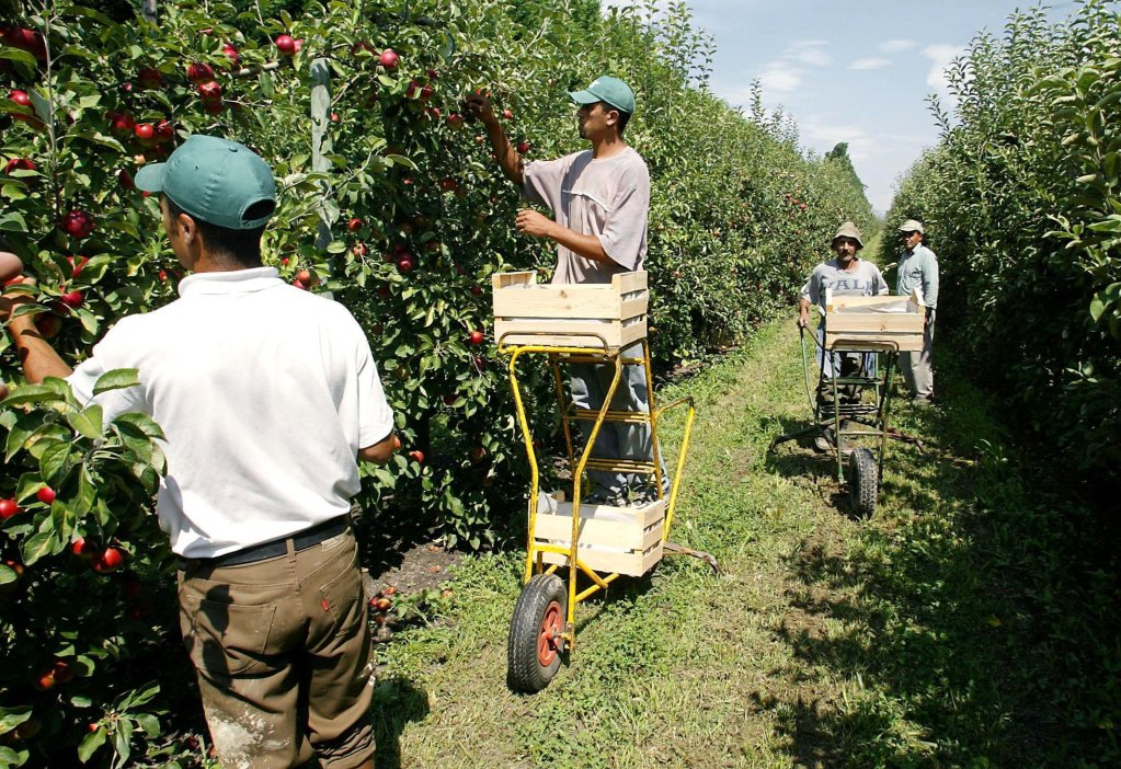 From file: A booming agricultural sector in Portugal is driving the demand for migrant labor. | Photo: Boris Horvat/AFP