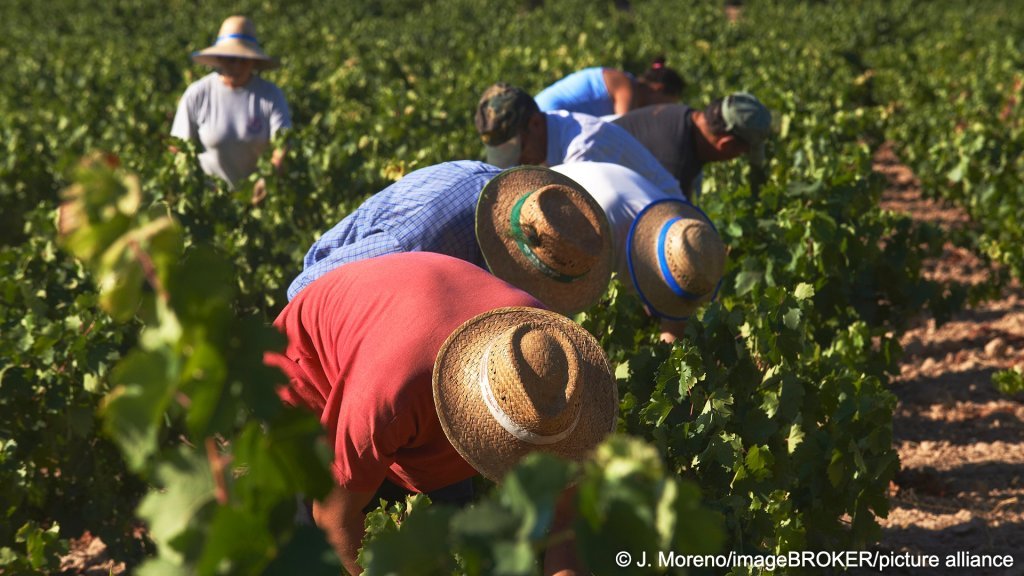 File photo: Agricultural workers in the Córdoba region of Andalusia | Photo: J Moreno/picture-alliance