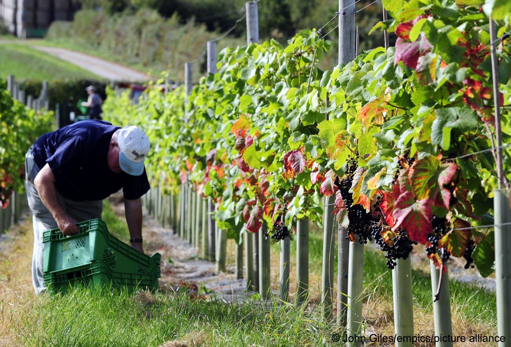 File photo: Agrigultural work is among the jobs where workers are paid in cash in what is often referred to as "off-the books" | Photo: John Giles / Empics / picture alliance