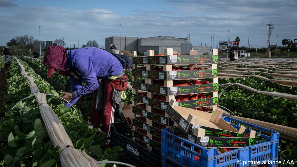 A migrant woman from Morocco is picking strawberries at the<br>beginning of the season it in Lepe, Spain on April 13, 2022 | Photo: picture alliance
