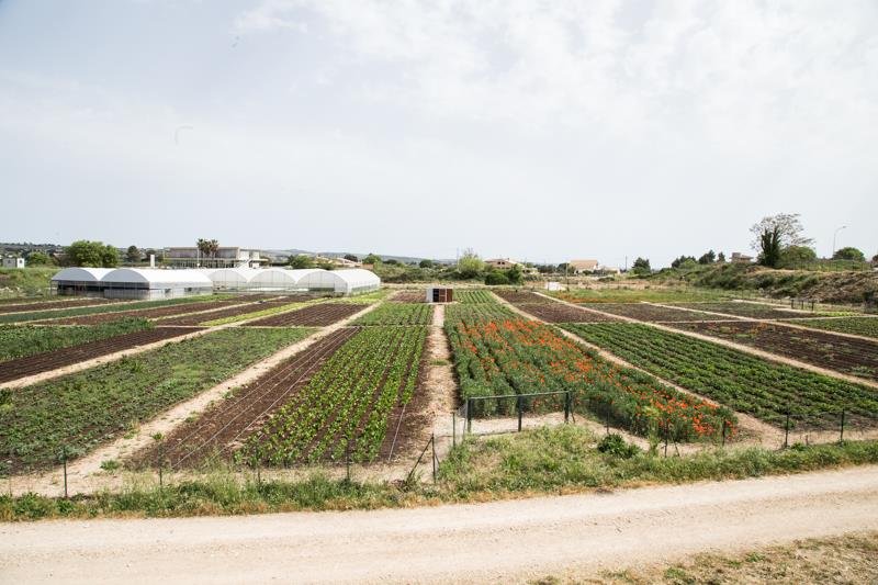 The greenhouses and fields at Proxima's HQ in Ragusa | Source: Proxima website www.proximarg.org