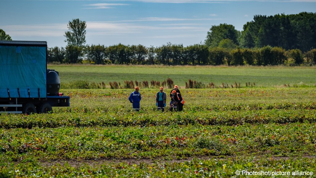 A salad farm in Cambridgeshire, UK where Romanians had to be brought in to teach new recruits how to pick following Brexit | Photo: Picture alliance / Photoshot