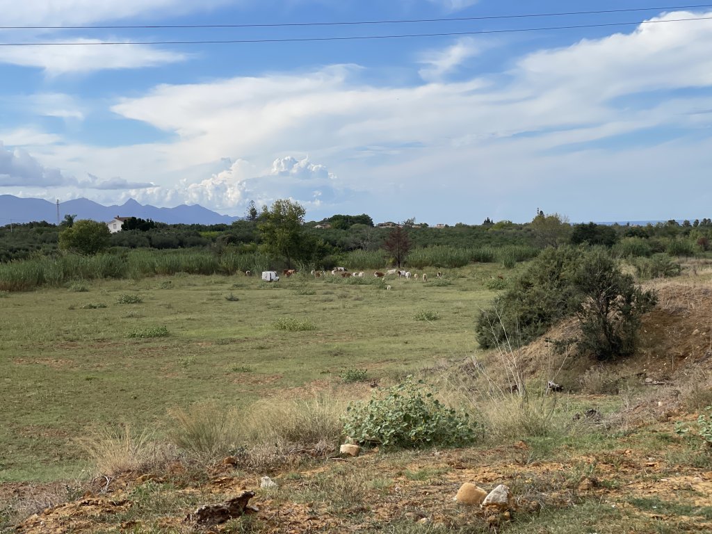 The pasture at the moment is sometimes grazed by itinerant cow herds from the region | Photo: Arafatul Islam / InfoMigrants