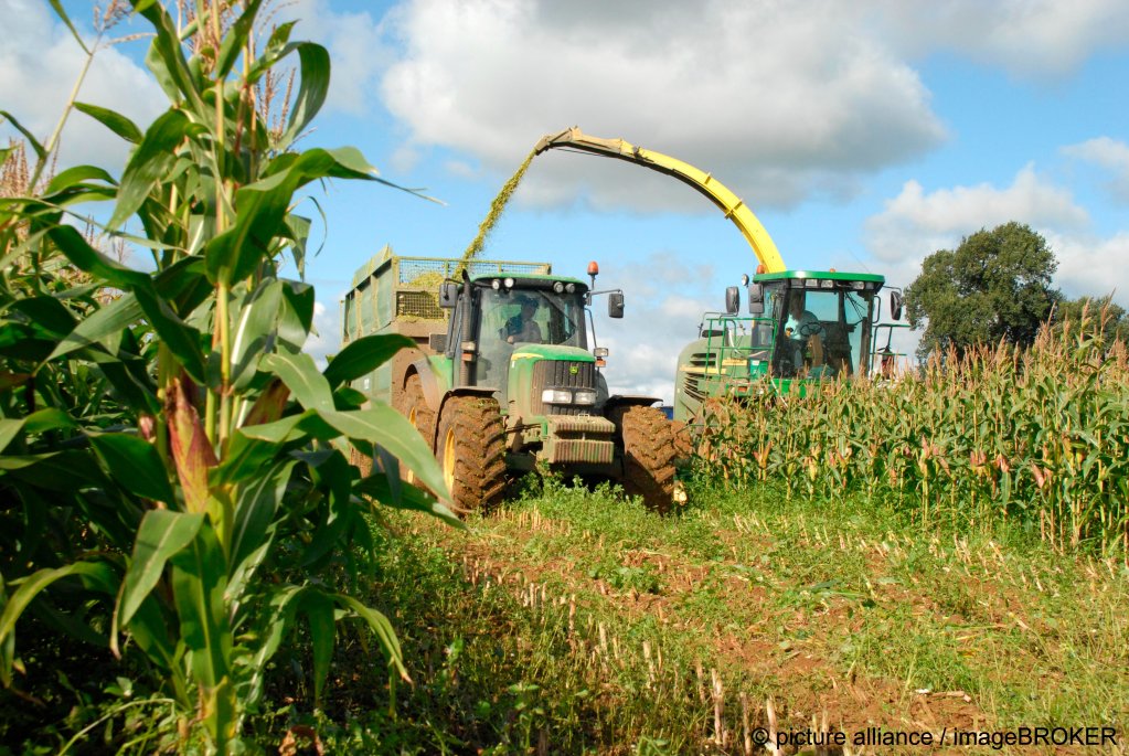From file: Harvest season on a farm in Buckinghamshire, UK | Photo: picture alliance/imageBROKER/Nick Spurling/FLPA
