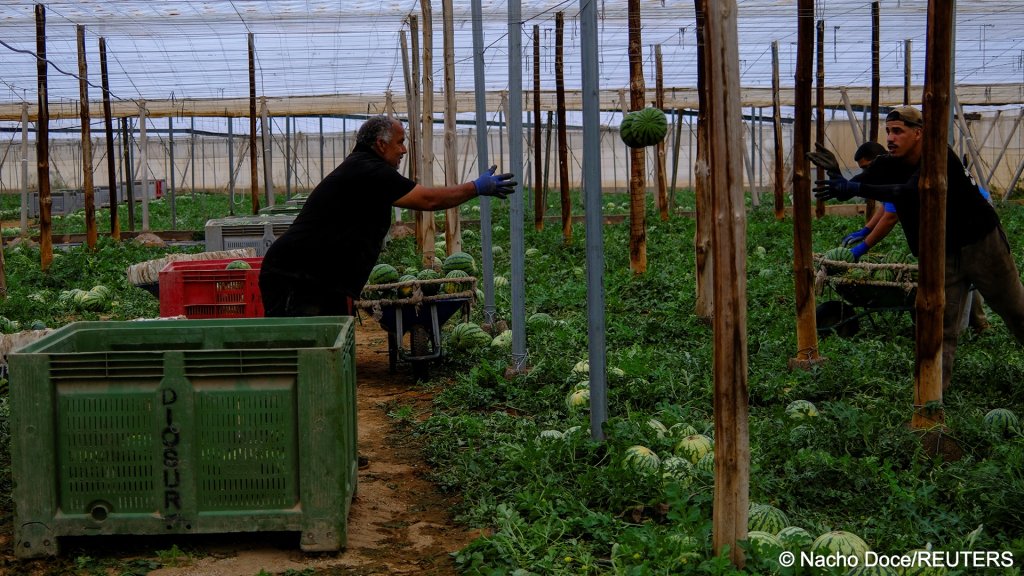 Migrants from Morocco arrange watermelons inside one of the plastic-covered greenhouses in Almeria province. Not everyone works undocumented, but estimates suggest there may be as many as 80,000 employed with papers in the area | Photo: Nacho Doce / Reuters
