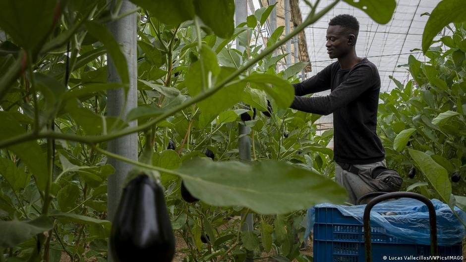 Spain relies heavily on migrant workers to support its economy and ease its labor shortage, particularly in sectors such as agriculture and farming, care work, and hospitality | Photo: IMAGO via DW