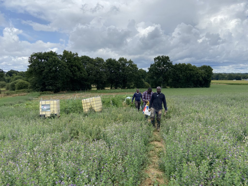 The migrant farmers collective donates its vegetables to the Restos du Cœur, a French charity | Photo: InfoMigrants