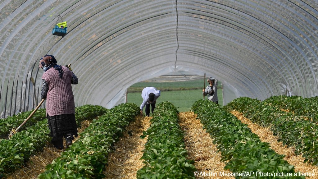 From file: Seasonal workers work in the greenhouses at a farm in Germany | Photo: Martin Meissner / picture alliance / Associated Press