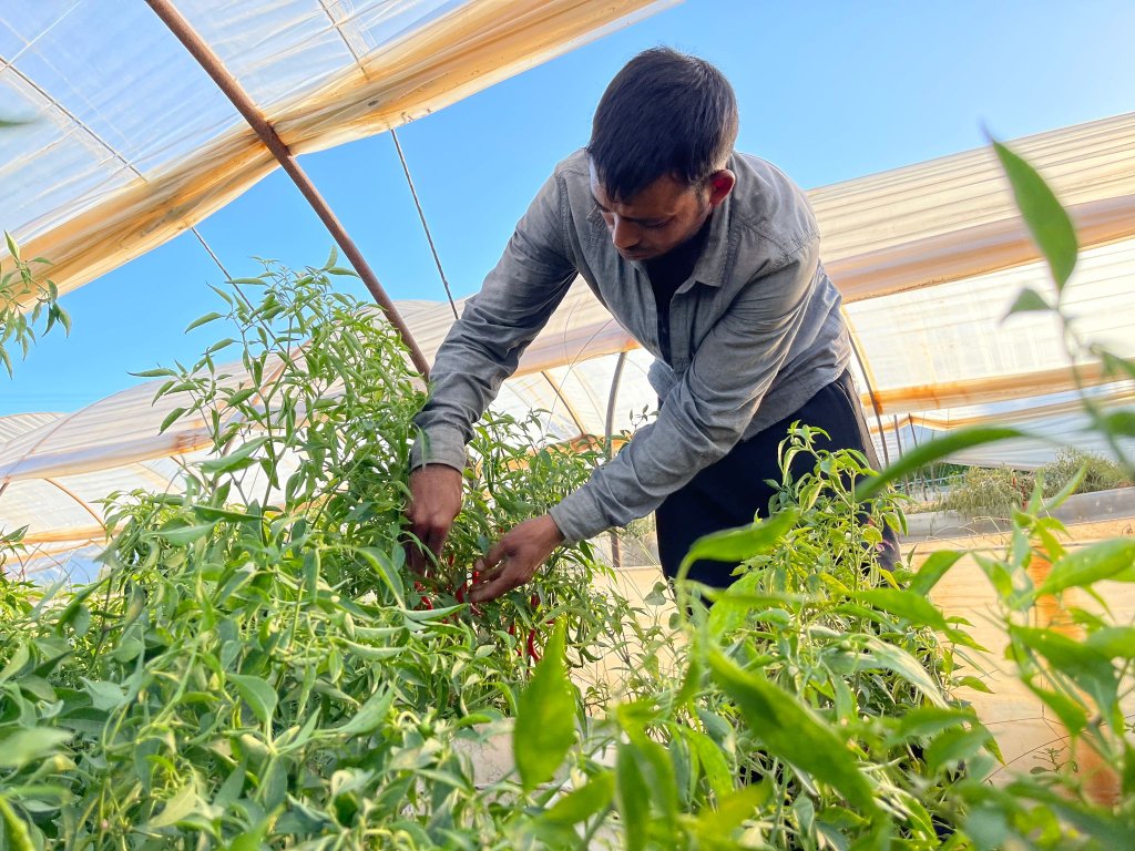 Bangladeshi migrants picking up red and green chilies from a farm where Bangladeshi vegetables are cultivated in Lappas, Greece. Photo: Arafatul Islam