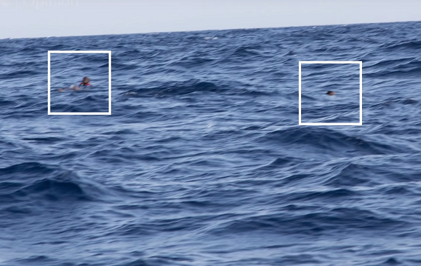 Deux migrants se noient sous les yeux des garde-côtes libyens, le 6 novembre 2017. Crédit : capture d'écran YouTube