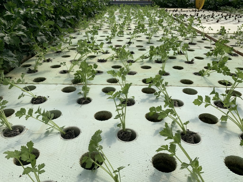 L'hydroponie est une des techniques agricoles innovantes que les jardins familiaux de Proxima | Photo : Emma Wallis / InfoMigrants
