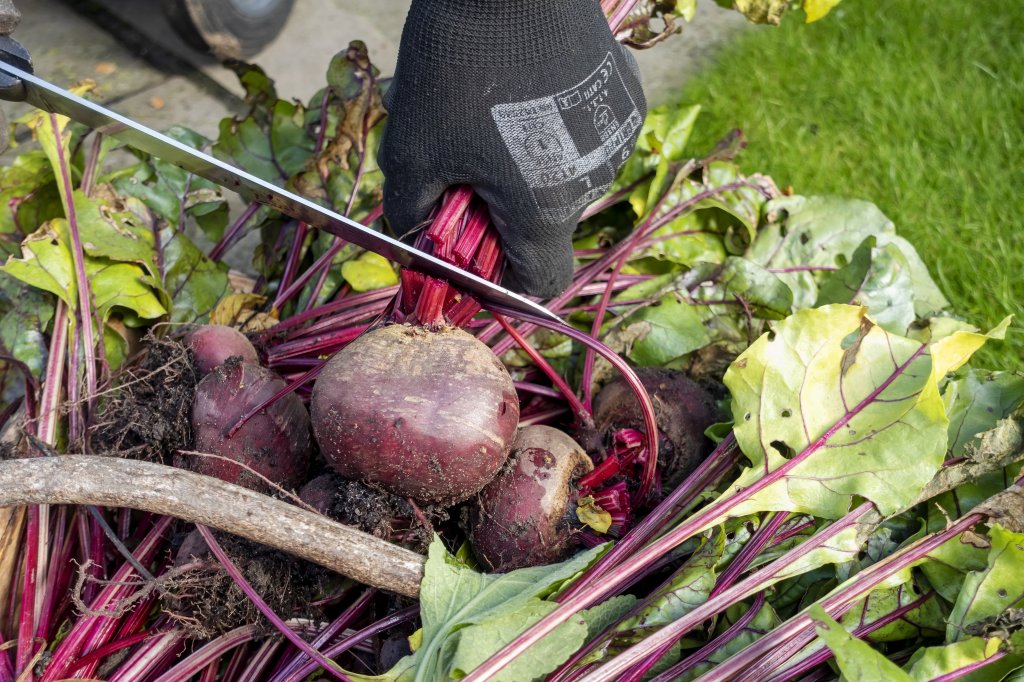 From file: A worker trimming freshly dug beetroot vegetable plant in autumn | Photo: Picture-alliance