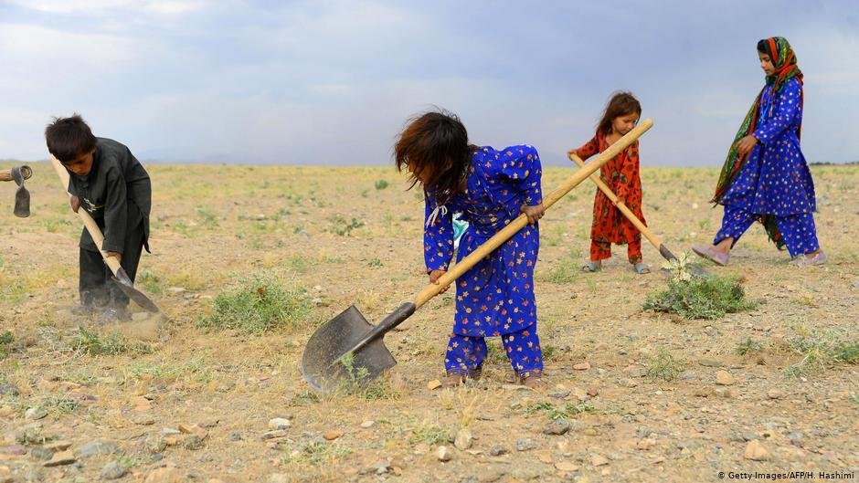 کودکان افغان مصروف کار روی مزرعه
