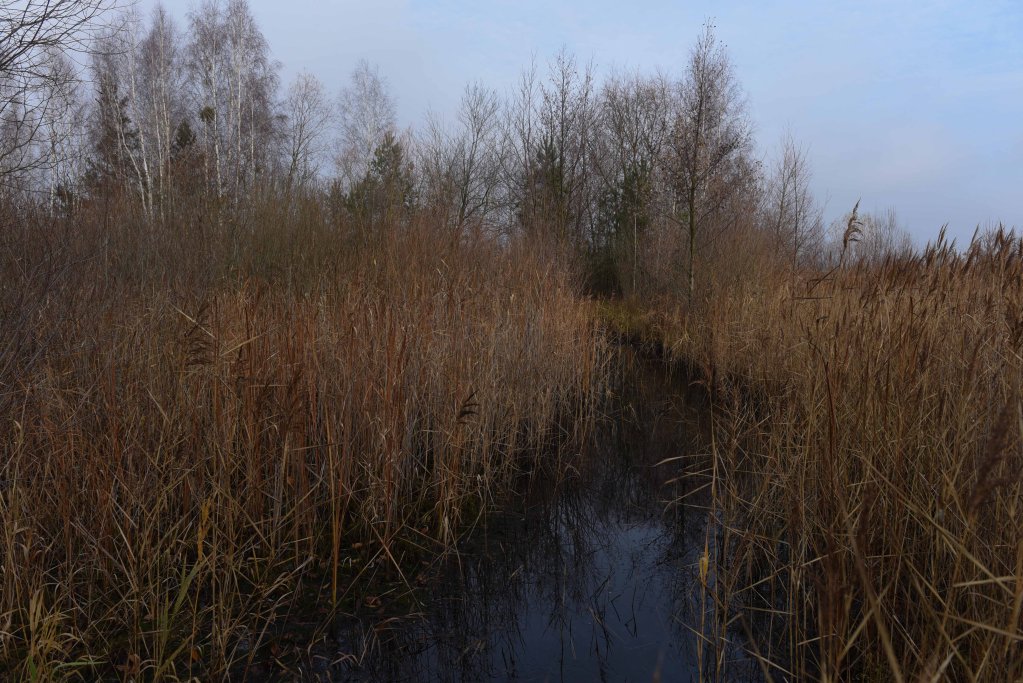 Marshlands near Poland's border with Belarus. Photo: Mehdi Chebil